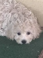 Jayla, a female Bichpoo for sale in Walnut, MS – 2 of 3