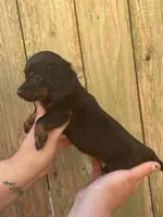 Lady, a female Miniature Dachshund for sale in Walnut, MS – 4 of 6