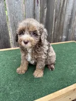 Dart, a male Schnoodle for sale in Walnut, MS – 6 of 9