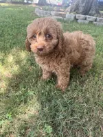 Buddy, a male Cockapoo for sale in Walnut, MS – 8 of 8