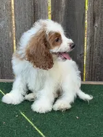Malie, a female Cockapoo for sale in Walnut, MS – 3 of 5