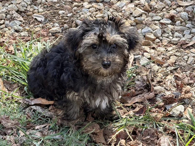 Teddy  – Yorkipoo puppy for sale in Walnut, MS