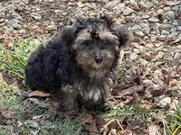 Teddy , a male Yorkipoo for sale in Walnut, MS – 1 of 3