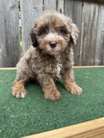 Dart, a male Schnoodle for sale in Walnut, MS – 5 of 9