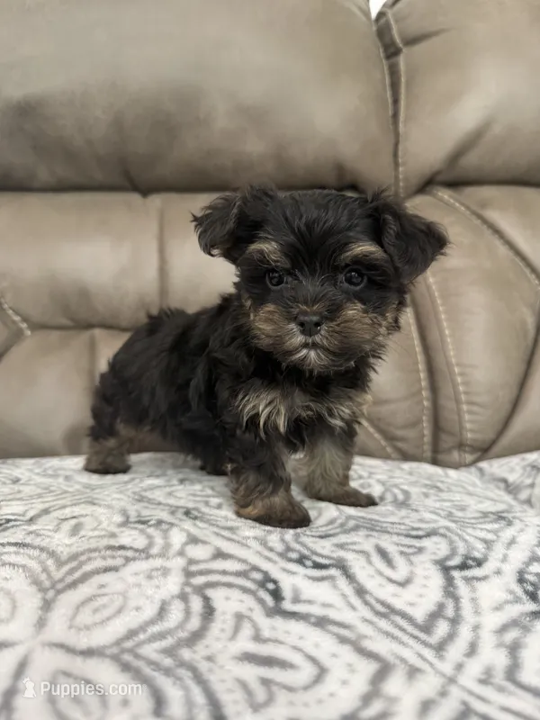 Rosco – Morkie puppy for sale in Walnut, MS