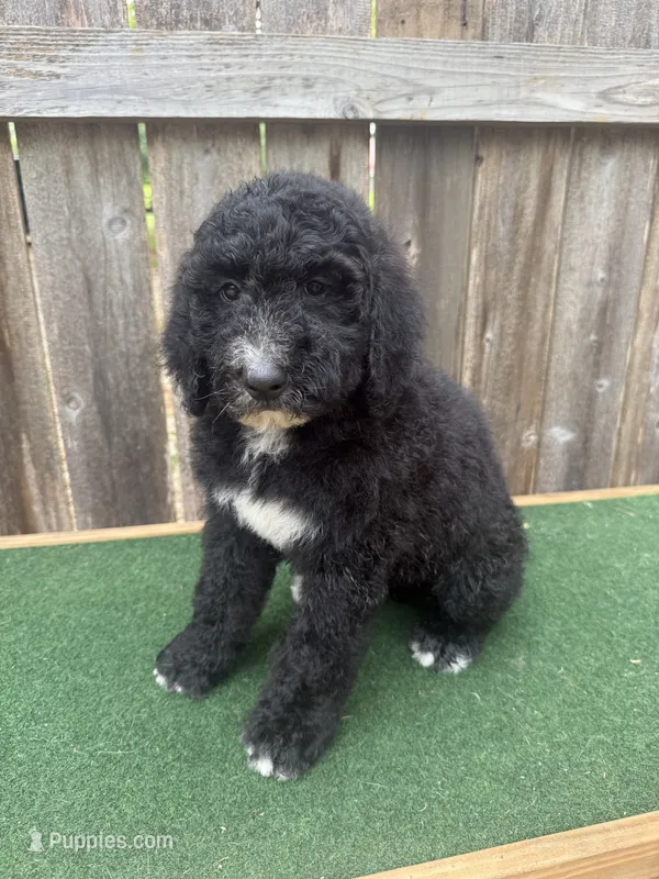 Sadie – Bernedoodle puppy for sale in Walnut, MS