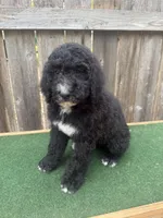 Sadie, a female Bernedoodle for sale in Walnut, MS – 1 of 9
