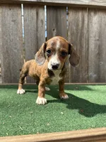 Tinker, a female Miniature Dachshund for sale in Walnut, MS – 4 of 6