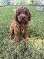 Maddie, a female Cockapoo for sale in Walnut, MS – 4 of 8