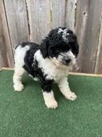 Oreo, a male Poodle - Miniature  for sale in Walnut, MS – 5 of 6