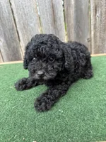 Chase, a male Poodle - Miniature  for sale in Walnut, MS – 4 of 6