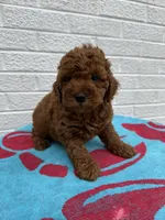 Buddy, a male Miniature Goldendoodle for sale in Walnut, MS – Photo 4 of 7