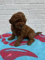 Buddy, a male Miniature Goldendoodle for sale in Walnut, MS – Photo 7 of 7