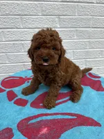 Buddy, a male Miniature Goldendoodle for sale in Walnut, MS – Photo 1 of 7