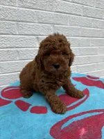 Buddy, a male Miniature Goldendoodle for sale in Walnut, MS – Photo 5 of 7