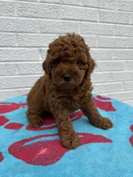 Buddy, a male Miniature Goldendoodle for sale in Walnut, MS – Photo 6 of 7