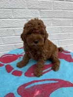 Buddy, a male Miniature Goldendoodle for sale in Walnut, MS – Photo 2 of 7