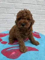 Buddy, a male Miniature Goldendoodle for sale in Walnut, MS – Photo 3 of 7