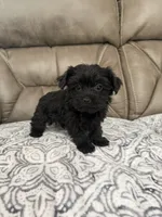 Bella, a female Morkie for sale in Walnut, MS – 2 of 8
