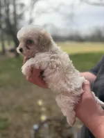 Elvis , a male Cavapoo for sale in Walnut, MS – Photo 6 of 9