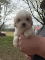 Elvis , a male Cavapoo for sale in Walnut, MS – Photo 8 of 9
