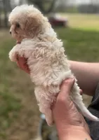 Elvis , a male Cavapoo for sale in Walnut, MS – Photo 4 of 9
