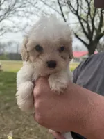 Elvis , a male Cavapoo for sale in Walnut, MS – Photo 7 of 9