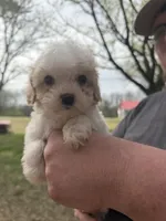 Elvis , a male Cavapoo for sale in Walnut, MS – Photo 9 of 9