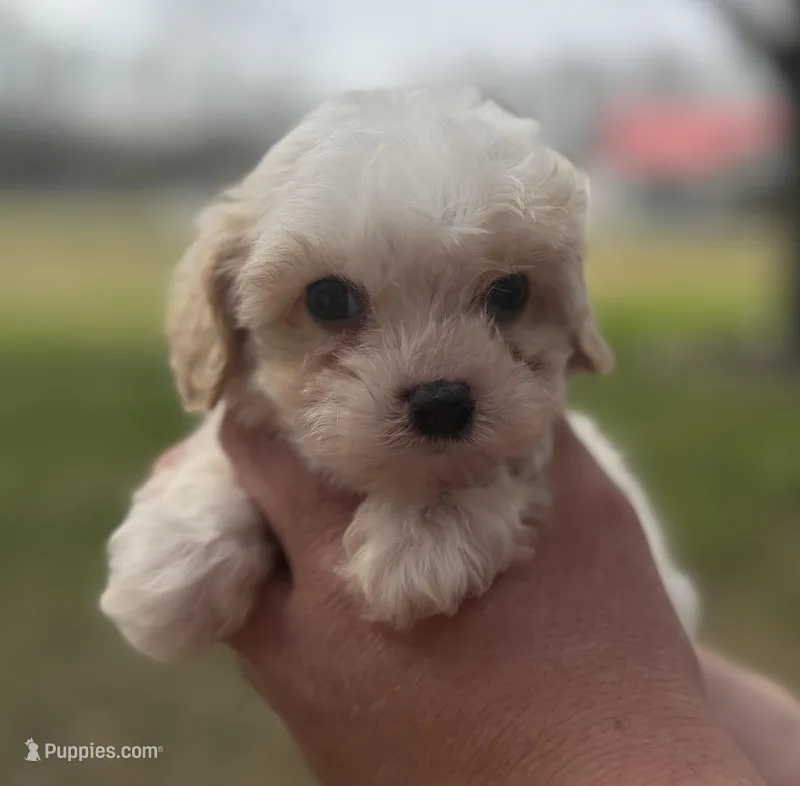 Elvis  – Cavapoo puppy for sale in Walnut, MS