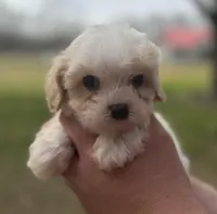 Elvis , a male Cavapoo for sale in Walnut, MS – Photo 1 of 9