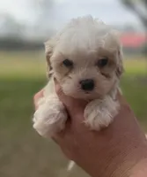 Elvis , a male Cavapoo for sale in Walnut, MS – Photo 3 of 9