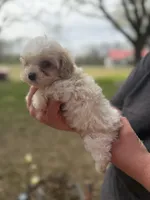 Elvis , a male Cavapoo for sale in Walnut, MS – Photo 5 of 9