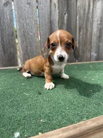 Peanut, a male Miniature Dachshund for sale in Walnut, MS – 8 of 8
