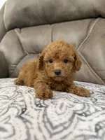 Marlee, a female Poodle - Miniature  for sale in Walnut, MS – 3 of 8
