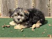 Jag , a male Morkie for sale in Walnut, MS – 4 of 5