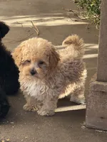 Jaxson, a male Bichpoo for sale in Walnut, MS – 3 of 6