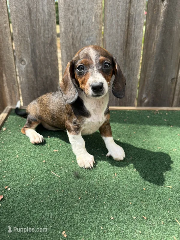 Bella – Miniature Dachshund puppy for sale in Walnut, MS