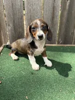 Bella, a female Miniature Dachshund for sale in Walnut, MS – 1 of 10