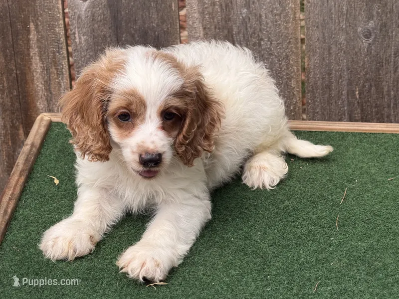 Galen  – Cockapoo puppy for sale in Walnut, MS