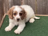 Galen , a male Cockapoo for sale in Walnut, MS – 1 of 5