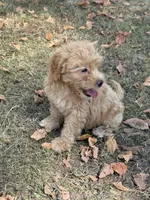 Marlee, a female Miniature Goldendoodle for sale in Walnut, MS – 5 of 5