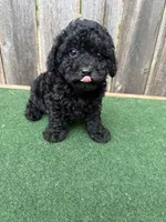 Chase, a male Poodle - Miniature  for sale in Walnut, MS – 6 of 6