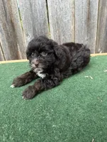 Bella, a female Schnoodle for sale in Walnut, MS – 5 of 8