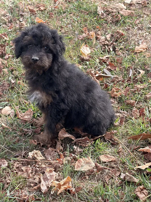 Hamilton  – Poodle - Miniature  puppy for sale in Walnut, MS