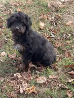 Hamilton , a male Poodle - Miniature  for sale in Walnut, MS – 1 of 5