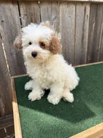 Macy, a female Miniature Goldendoodle for sale in Walnut, MS – 5 of 7