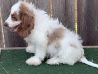 Sam, a male Cockapoo for sale in Walnut, MS – 2 of 4