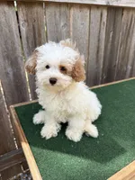 Macy, a female Miniature Goldendoodle for sale in Walnut, MS – 6 of 7