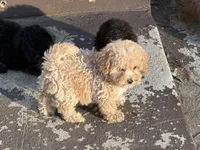 Jaxson, a male Bichpoo for sale in Walnut, MS – 5 of 6