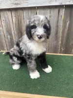Daisey, a female Bernedoodle for sale in Walnut, MS – 3 of 8